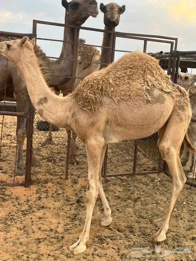 للبيع بكار 1