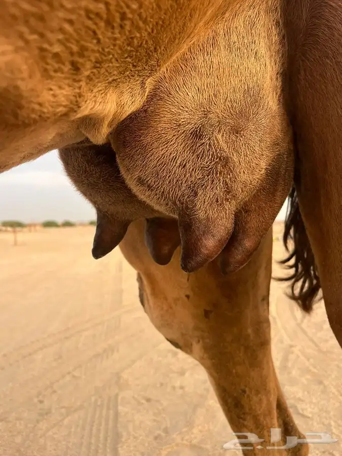 خلفه كفو مشروطه من العيوب 1