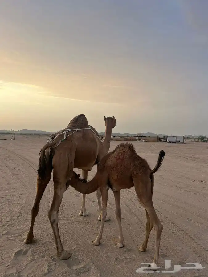 خلفه كفو مشروطه من العيوب 0