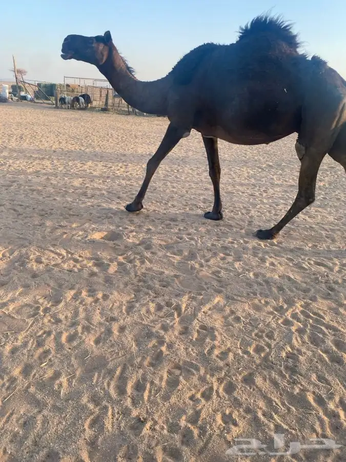 للبيع لقحه 1