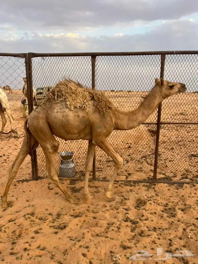 للبيع بكار 0