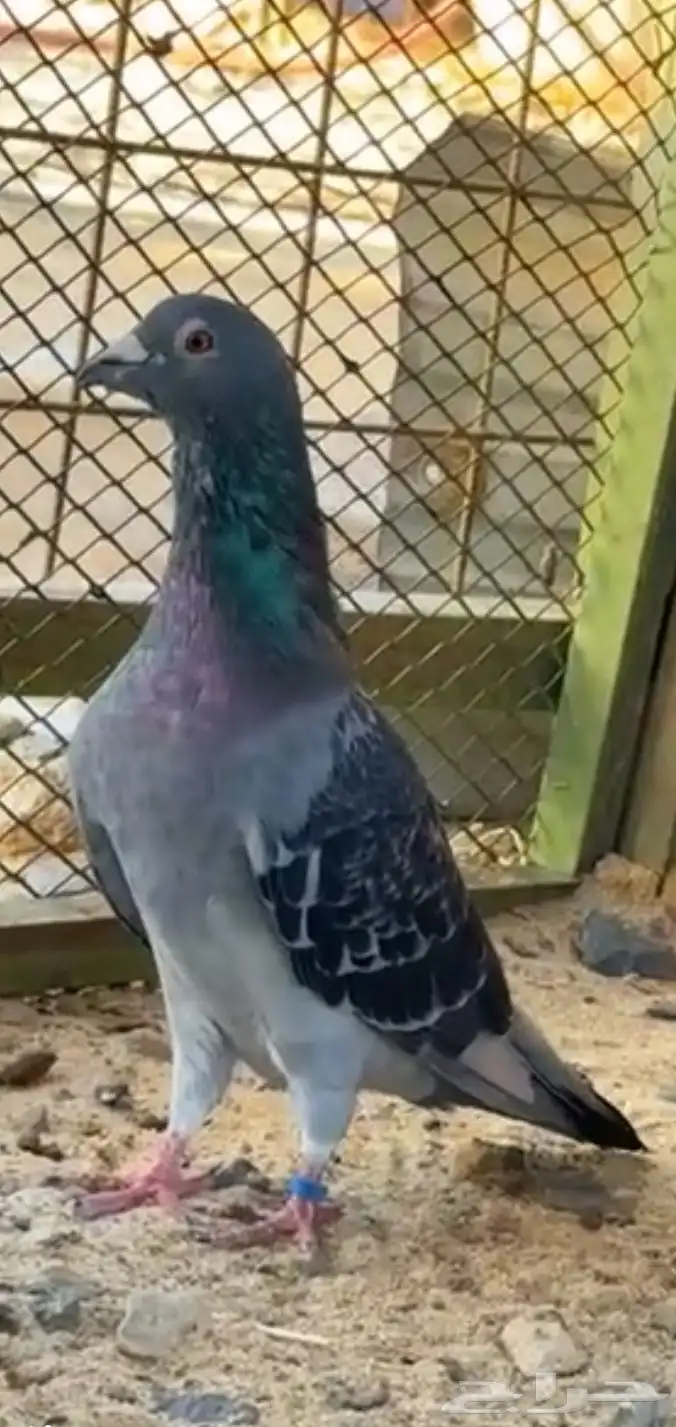 للبيع جوز زاجل سباق 2