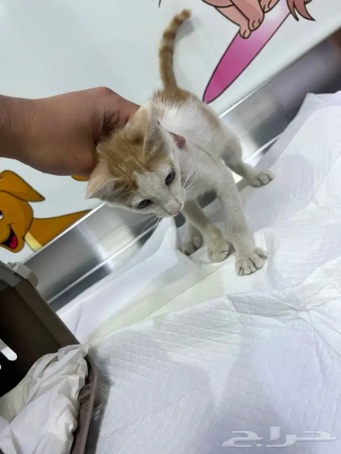 قط و قطة صغار بعمر 4 اشهر للتبني 4
