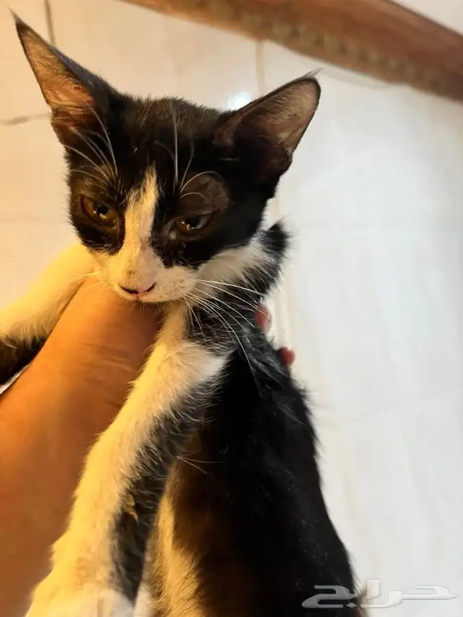 قط و قطة صغار بعمر 4 اشهر للتبني 9