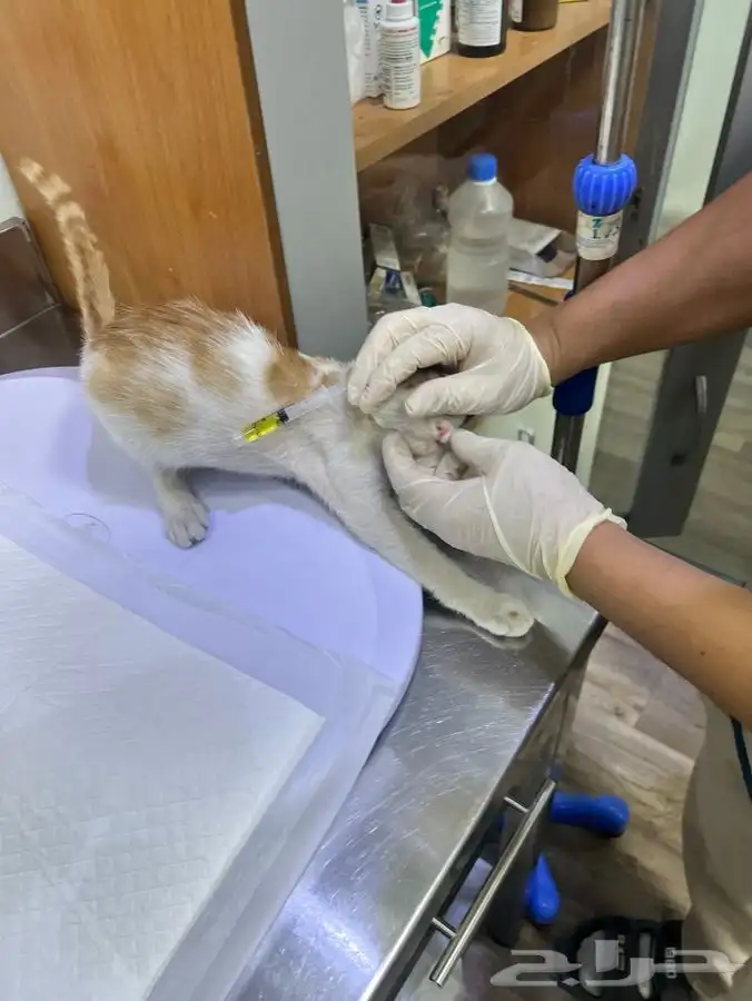 قط و قطة صغار بعمر 4 اشهر للتبني 2