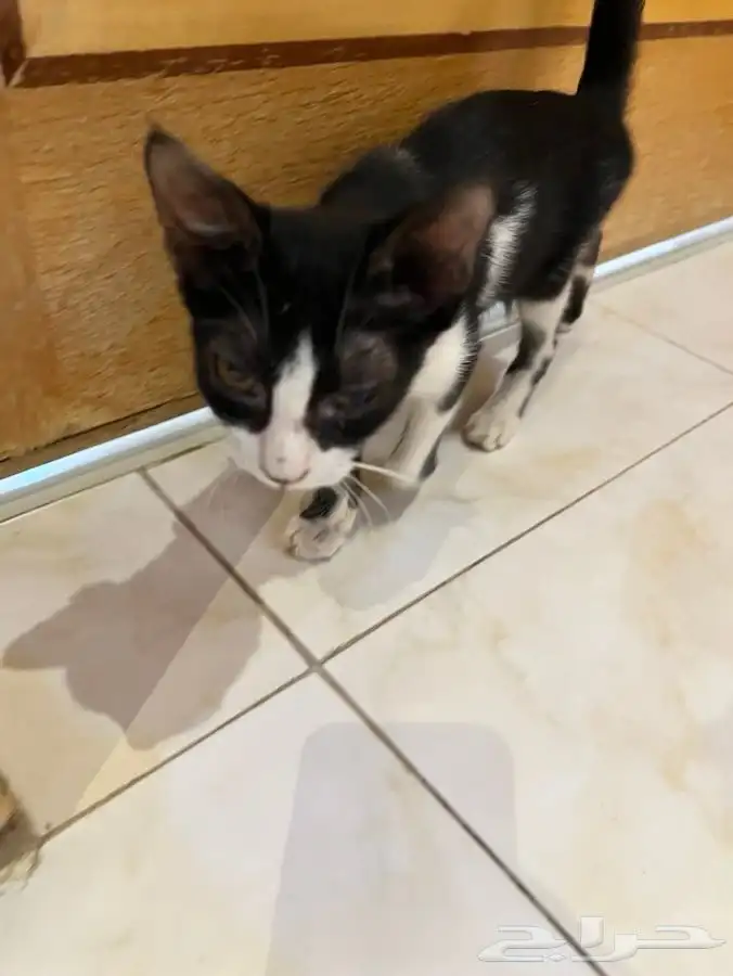 قط و قطة صغار بعمر 4 اشهر للتبني 10