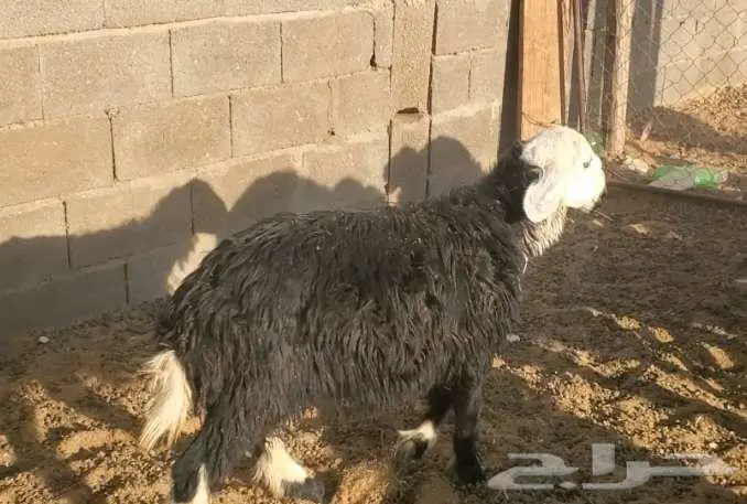 4 رخال نجد طيبات 6