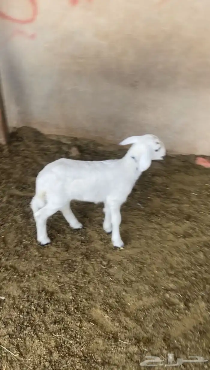 معزا للبيع و شاه حريه خلفات 8