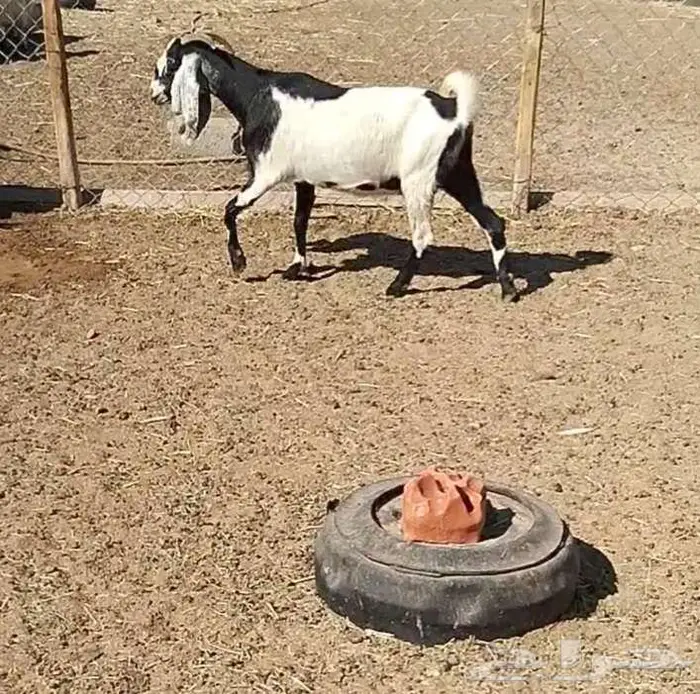 معزا مشاريك 7