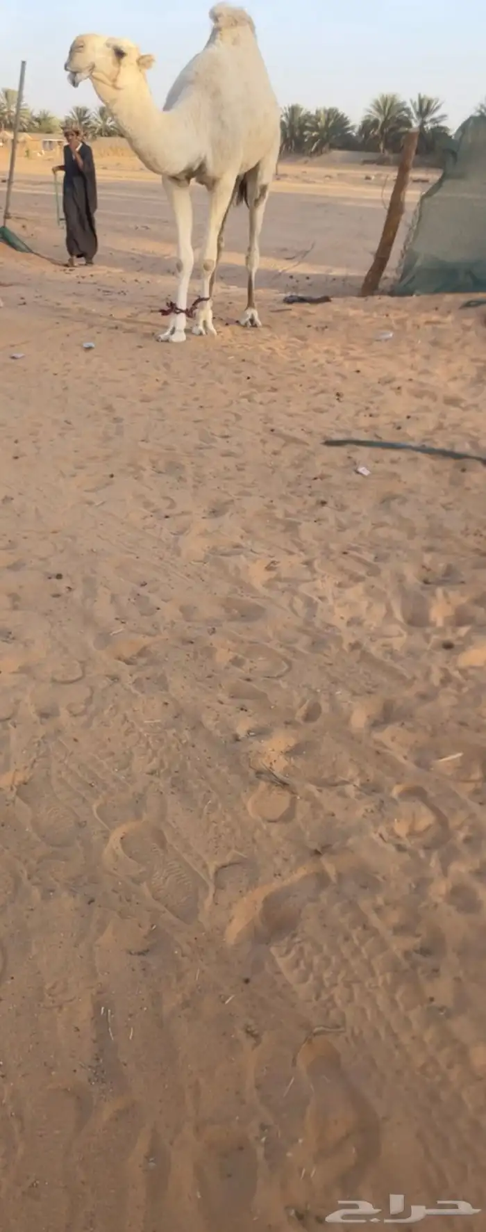 قعود 0