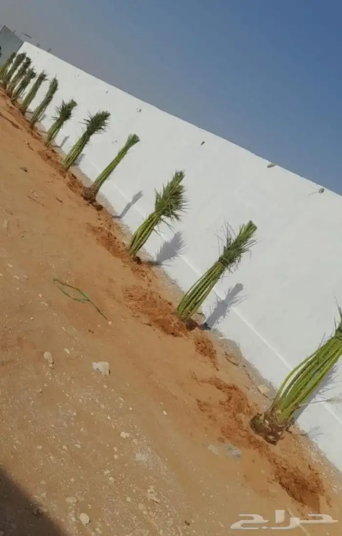 نخل عربي نخل واشنطني زيتون معمر 3