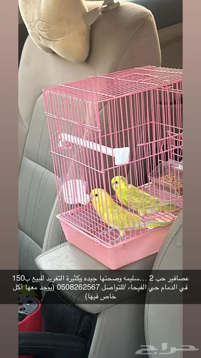 طيور الحب 0
