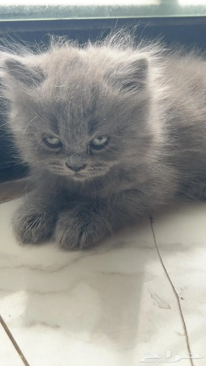 قطط صغيره سكوتش 1