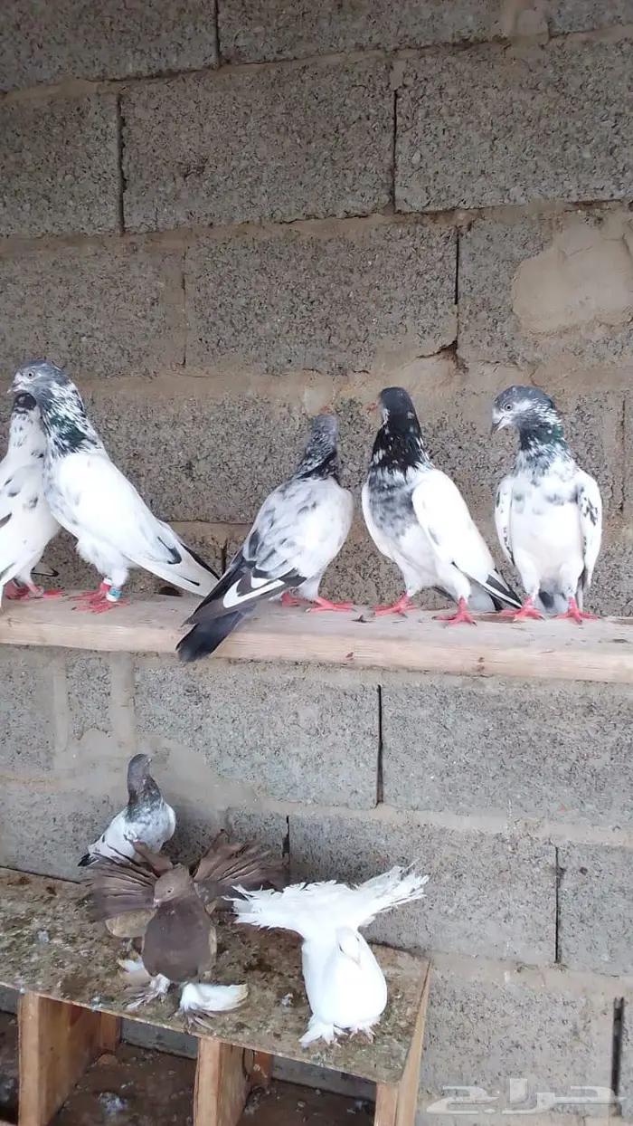حمام باكستاني جو 1