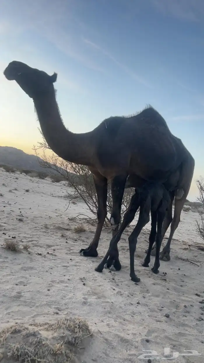 خلفه مجهم مصغر كفو 0