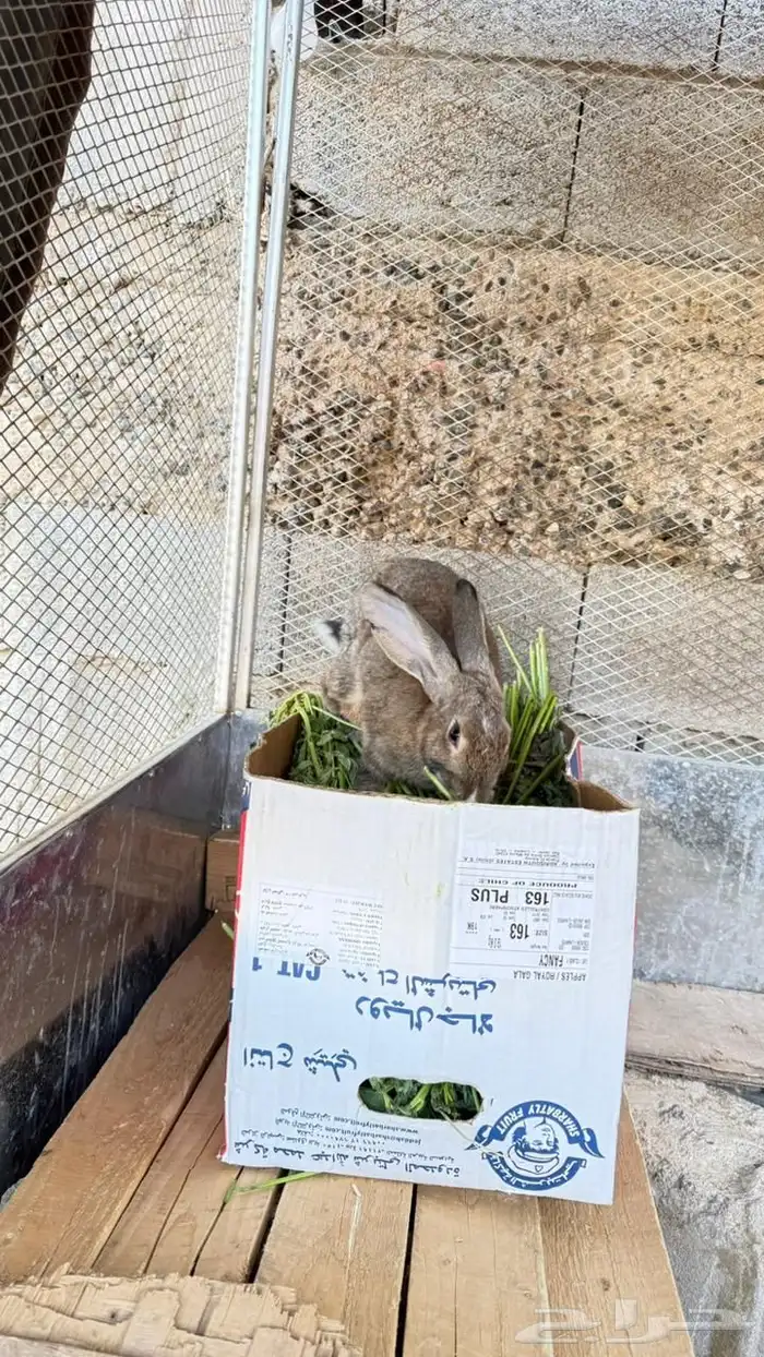 ارنب فلاندر ووبران 1