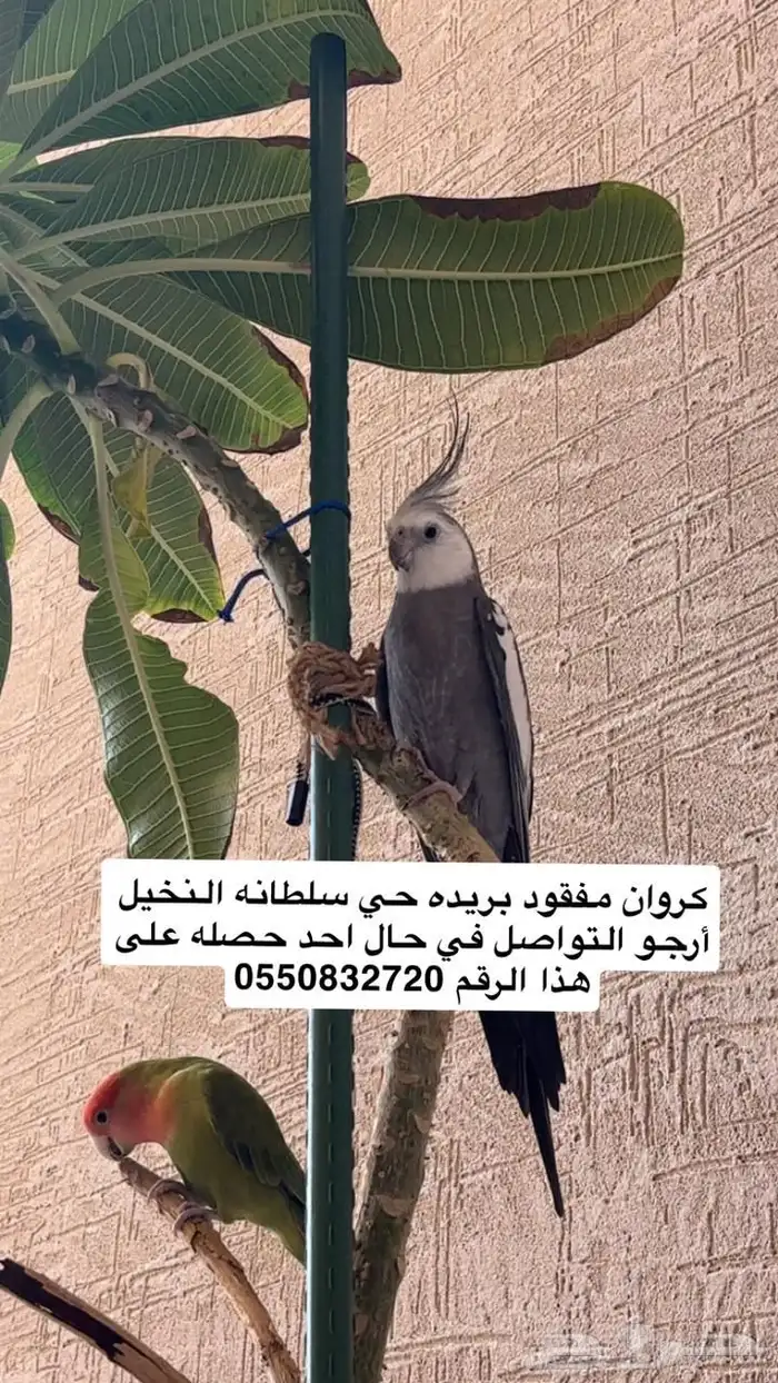 كروان مفقود 0