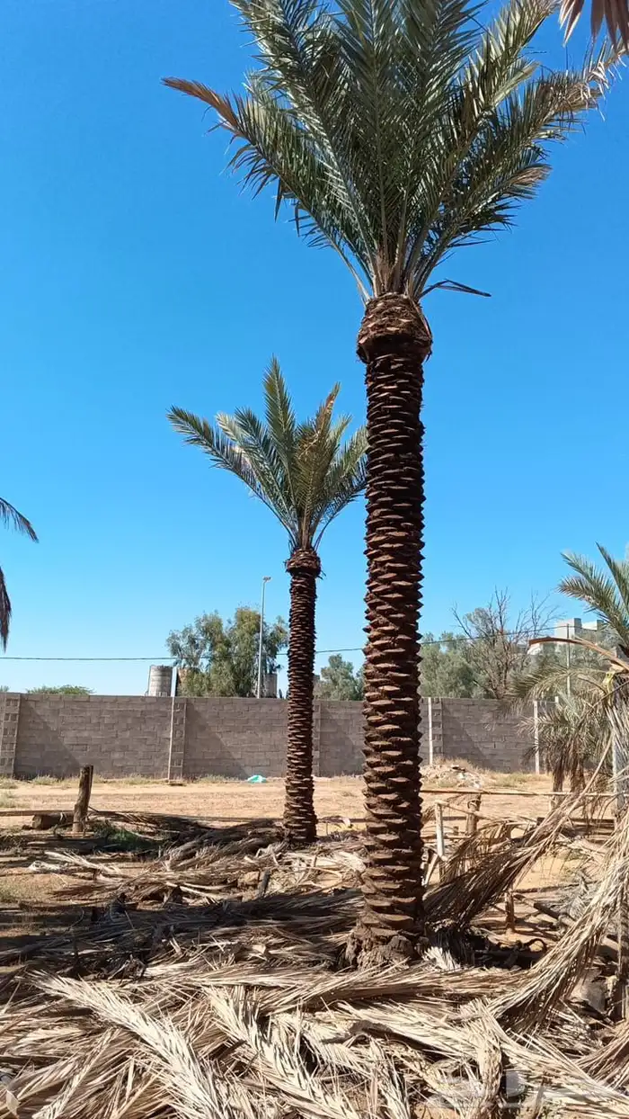 نخل عربي نخل واشنطني زيتون معمر 0