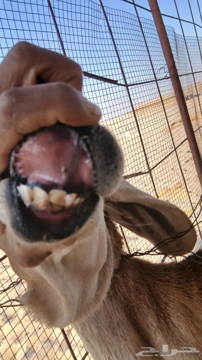 شاه سوداني 1