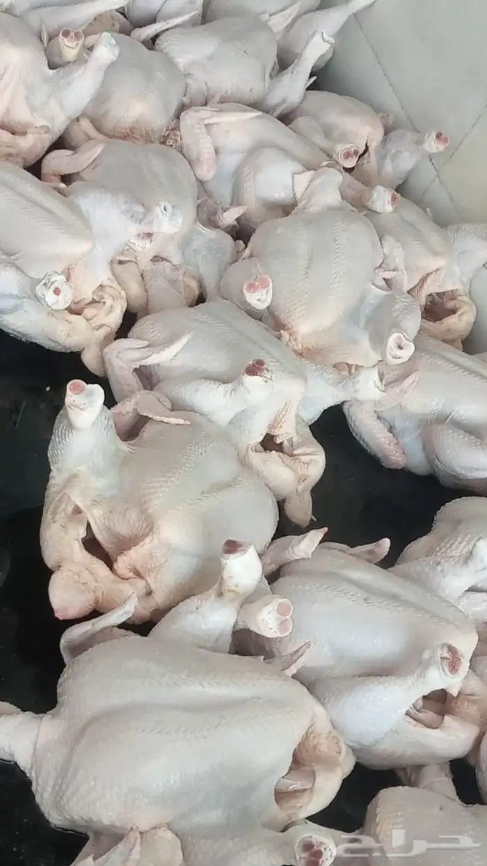 دجاج 10