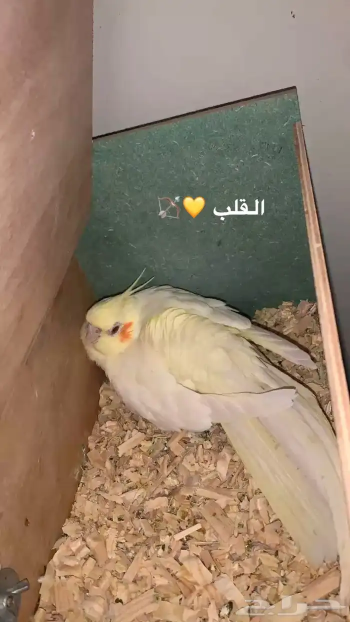زواج كروان منتج بسم ما شاء الله مكينه انتاج 3