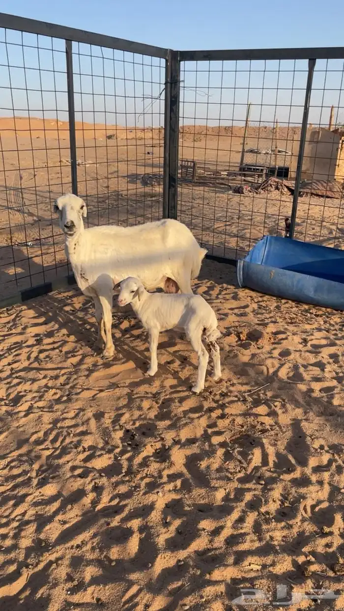 شاه متبع رفيديه وعنز دافع 0