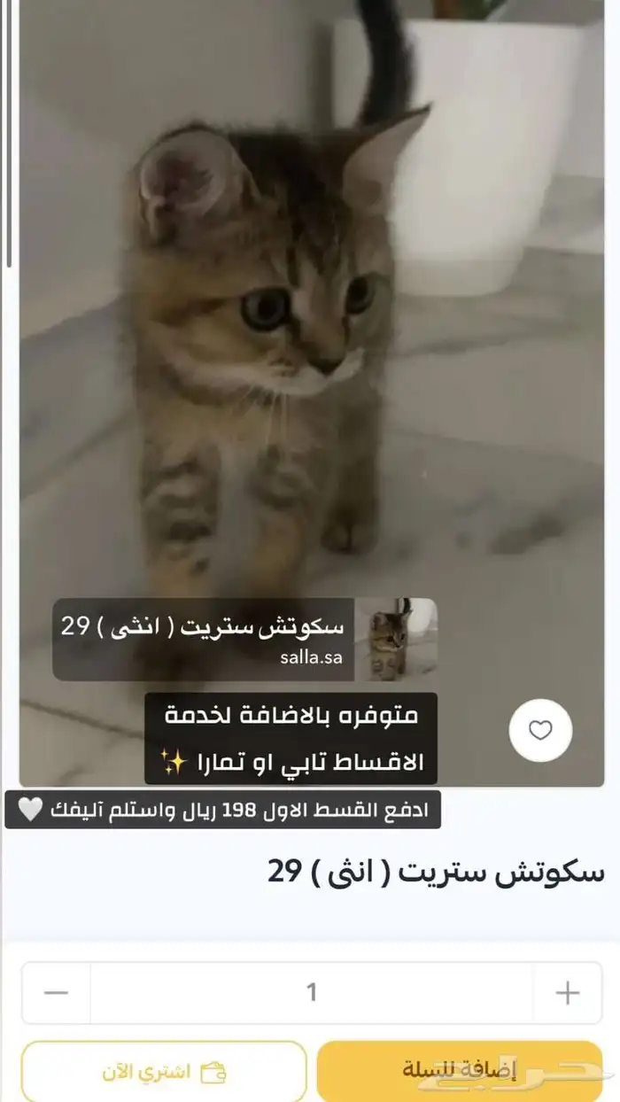 سكوتش 0