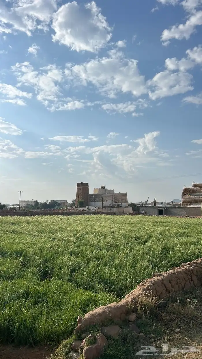 سويقة عضوية شغل مزارعنا مضمونه 100 2
