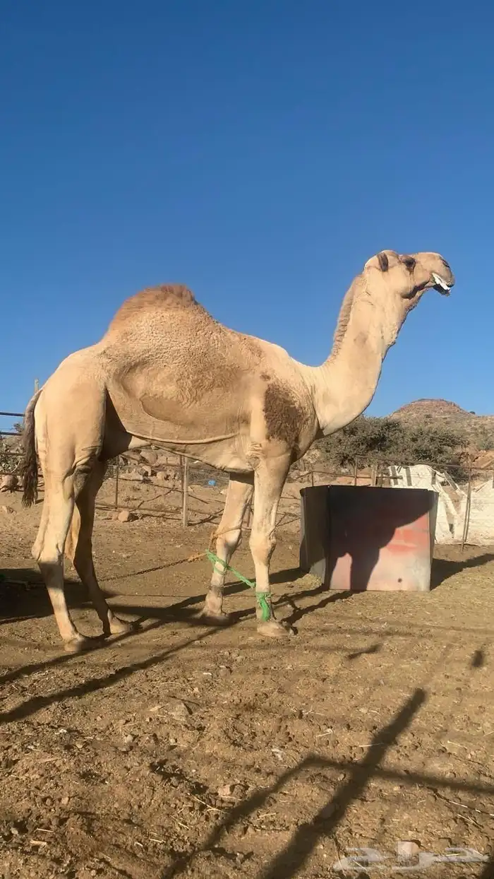 بعير فحل منتج شرط من جميع العذازيب سنه ناب 0