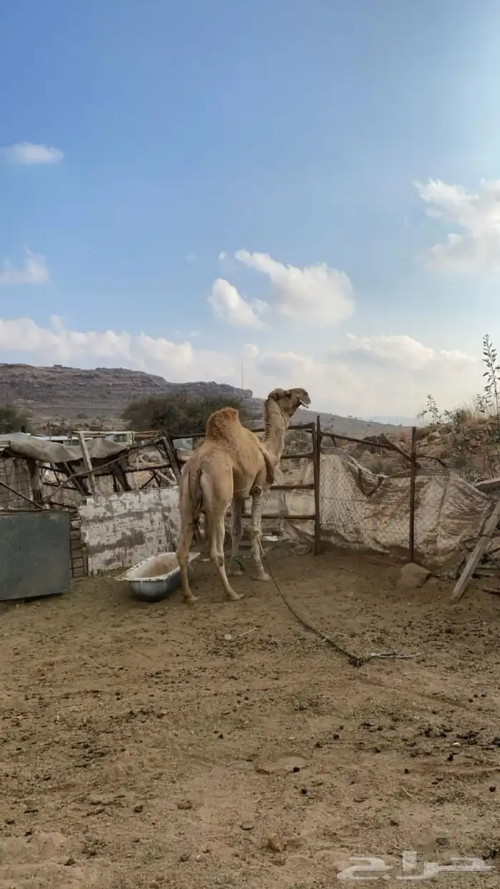 بعير فحل منتج شرط من جميع العذازيب سنه ناب 3
