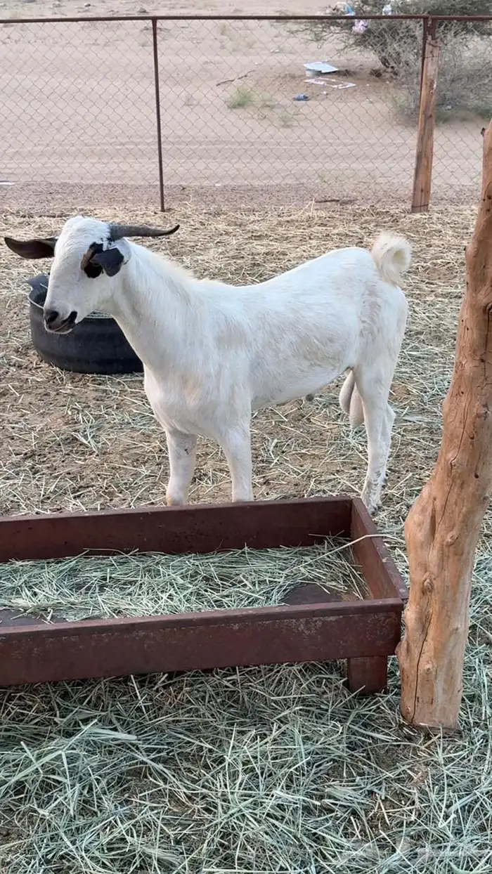تيس فحل بيشي 1