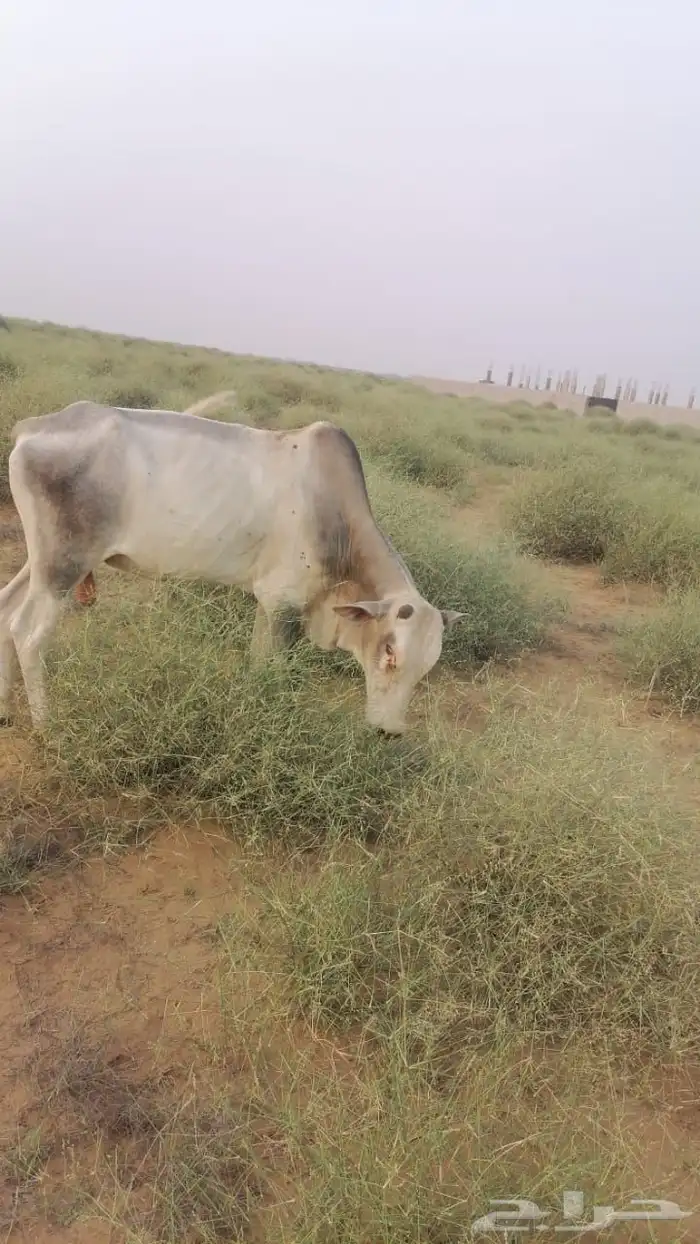 فحل للبيع عمره سنتين نص 1