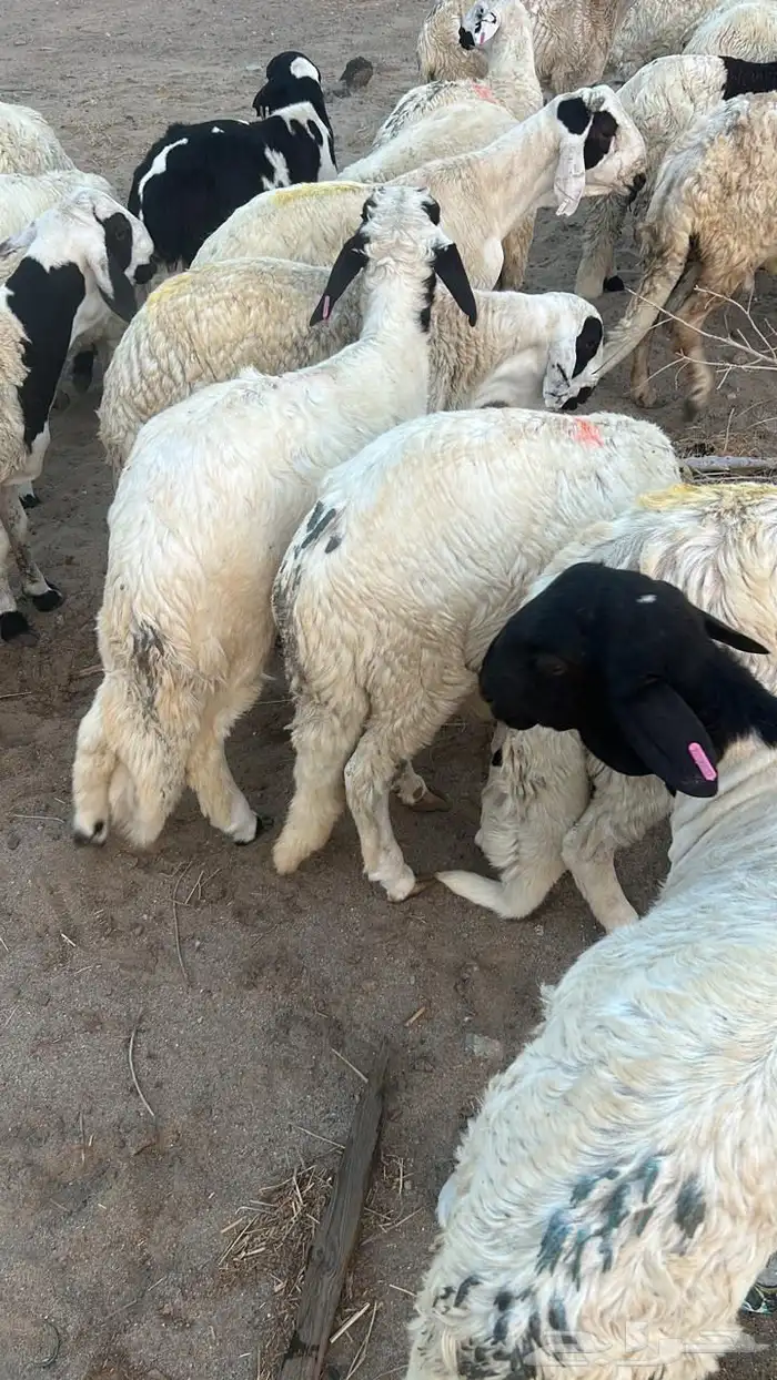 سواكن بيض 1