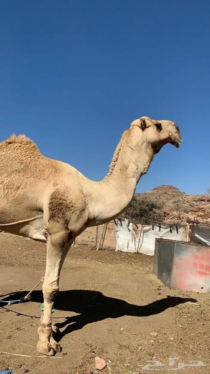 بعير فحل منتج شرط من جميع العذازيب سنه ناب 1