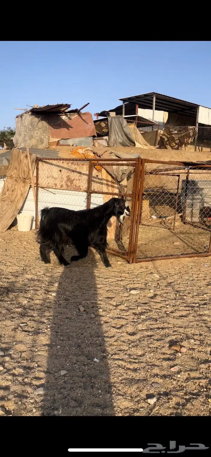 فحل معزا 2