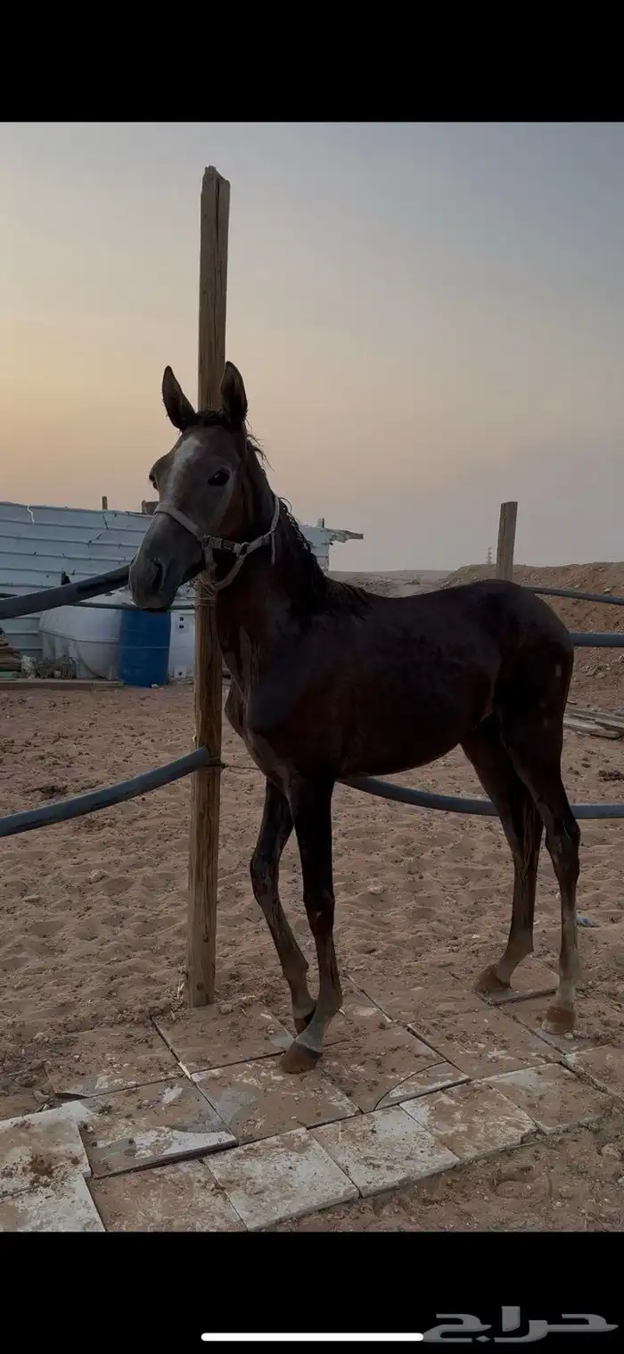 مهر 1