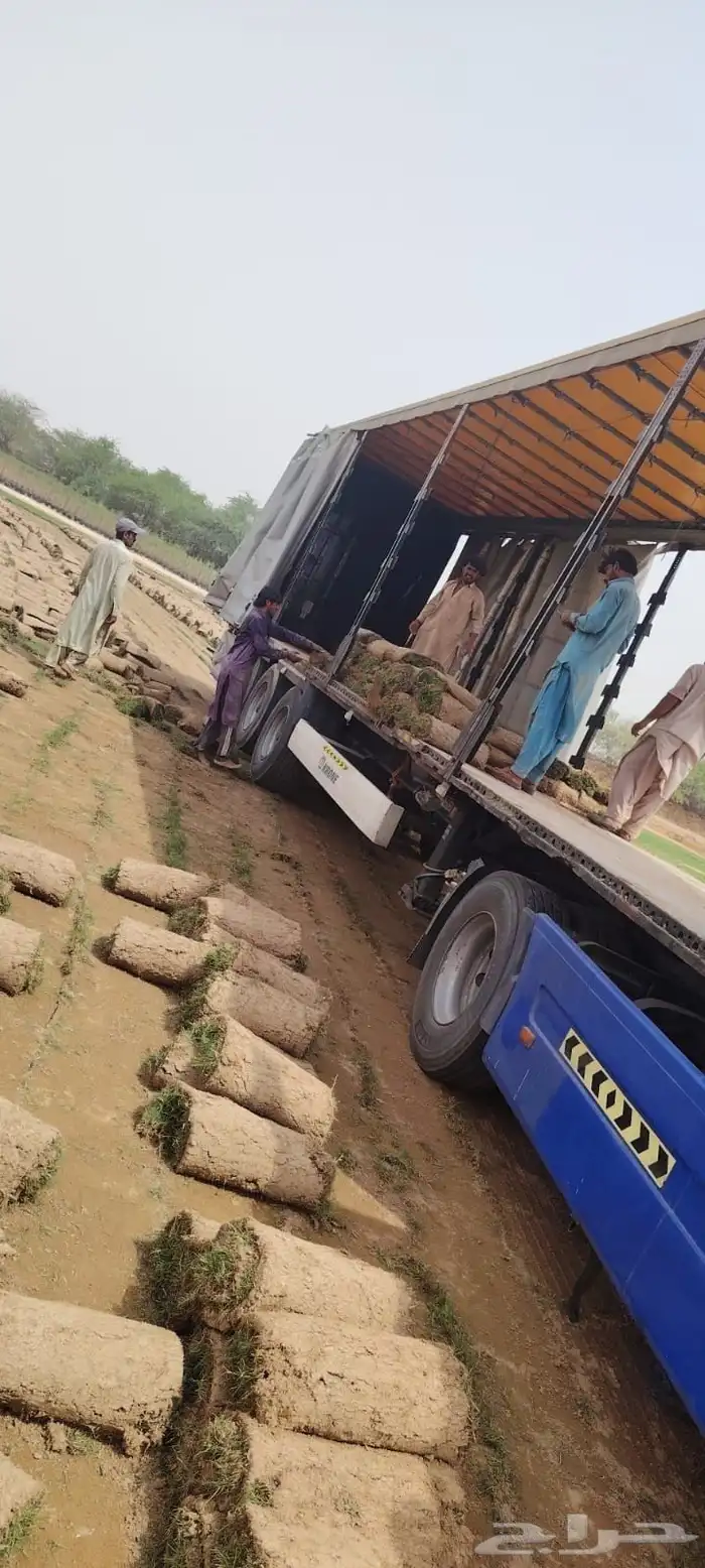 نجيله طبيعي 6