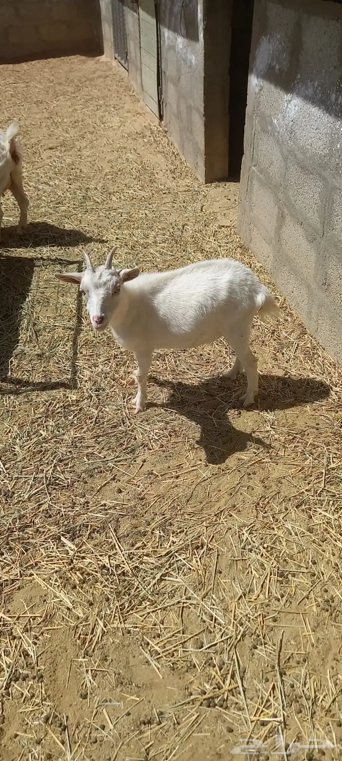 ماعز قزم 2