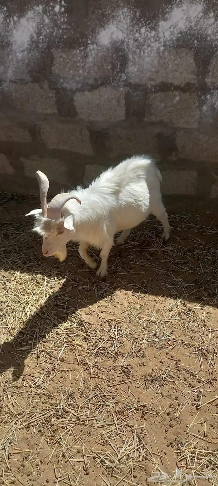 ماعز قزم 8