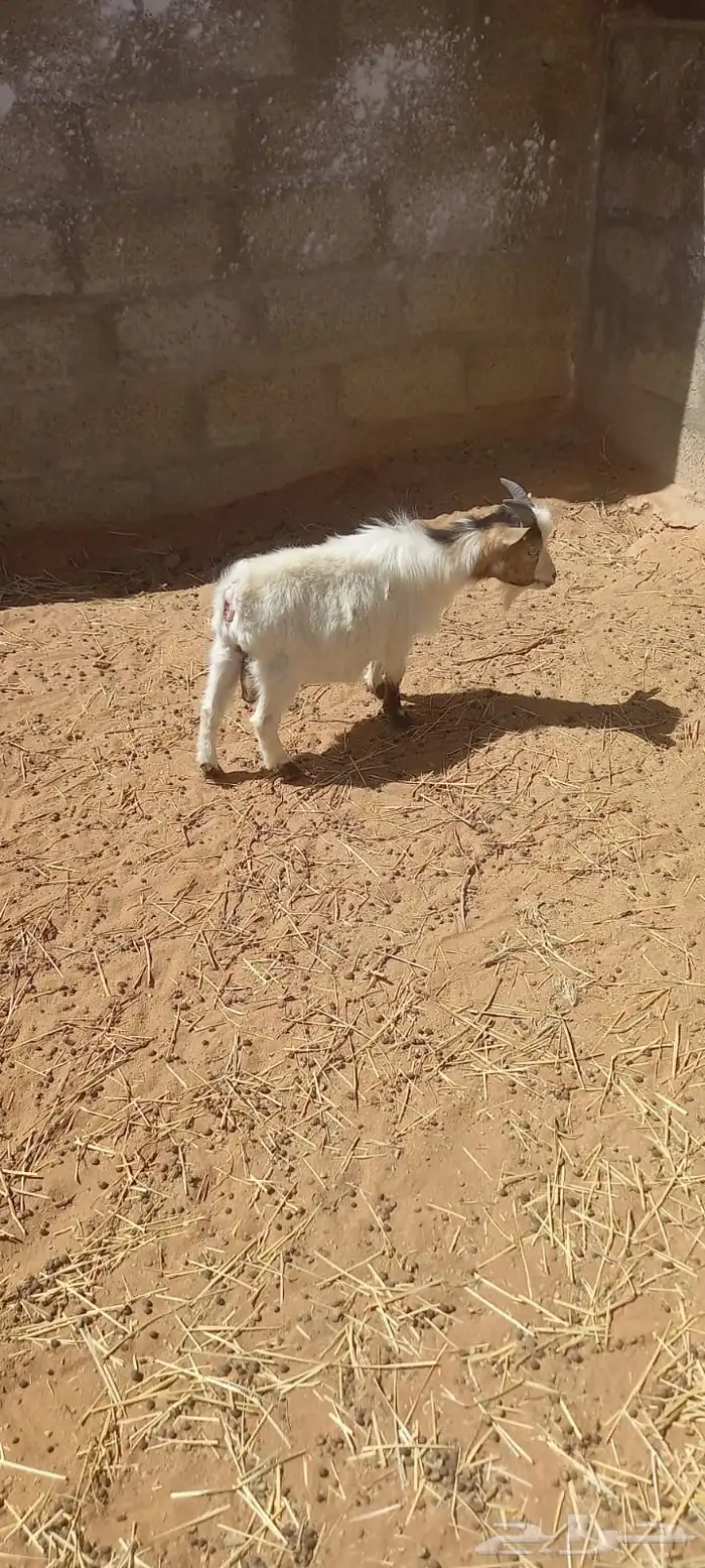 ماعز قزم 5