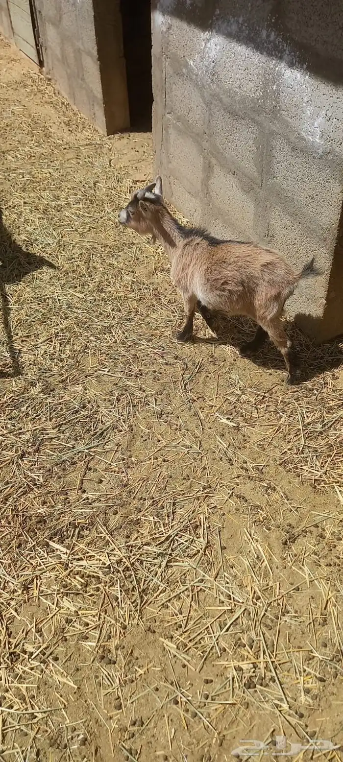 ماعز قزم 0