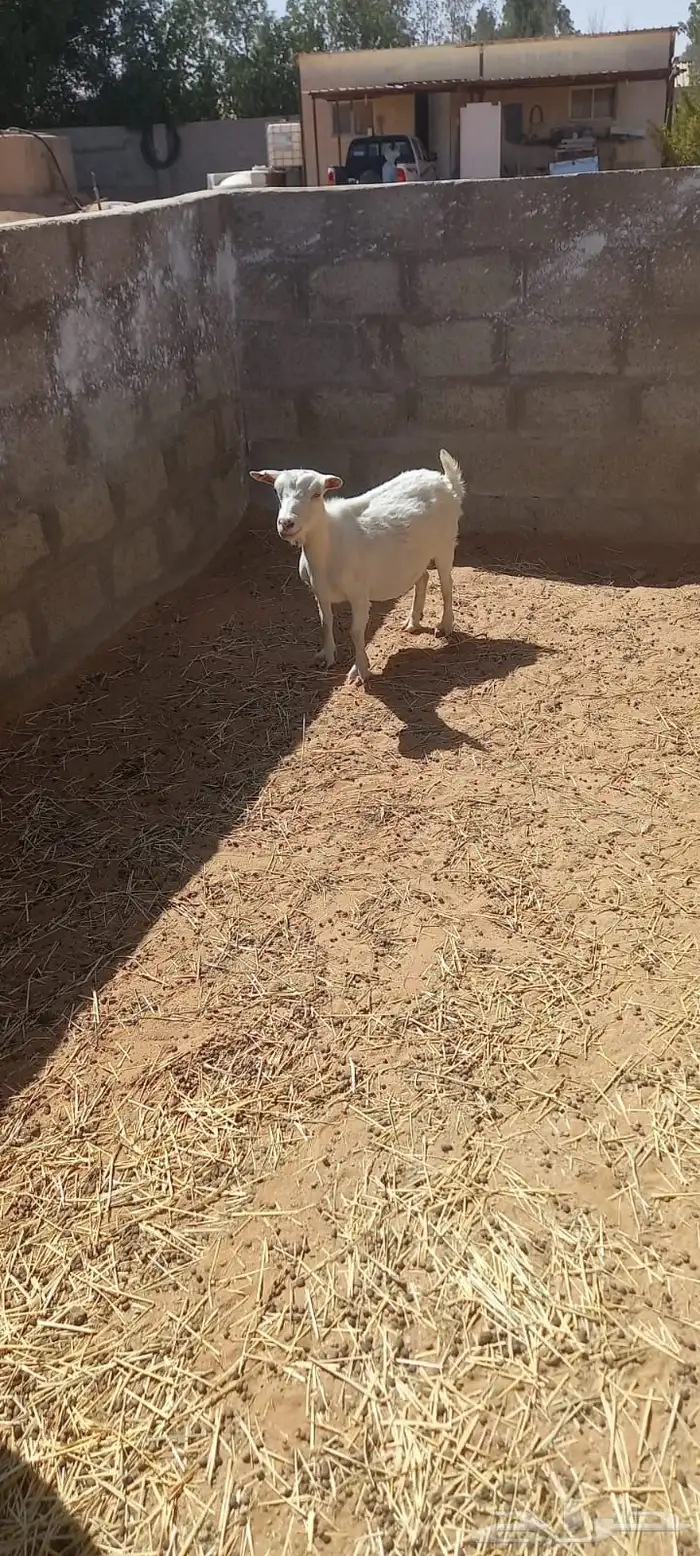 ماعز قزم 7