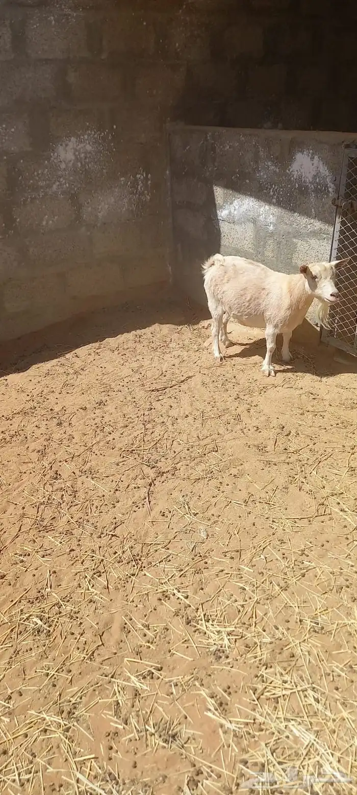 ماعز قزم 6