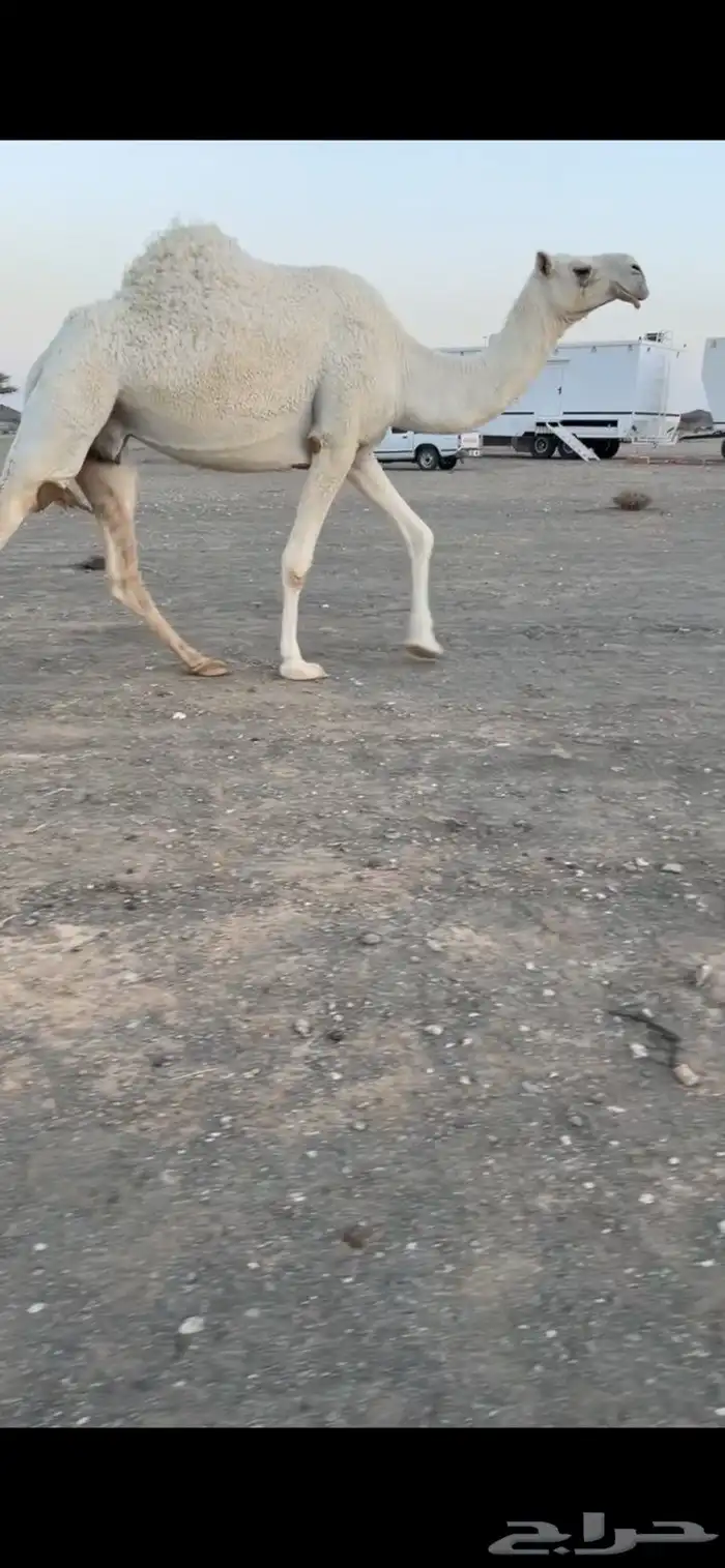 ضروبه 2