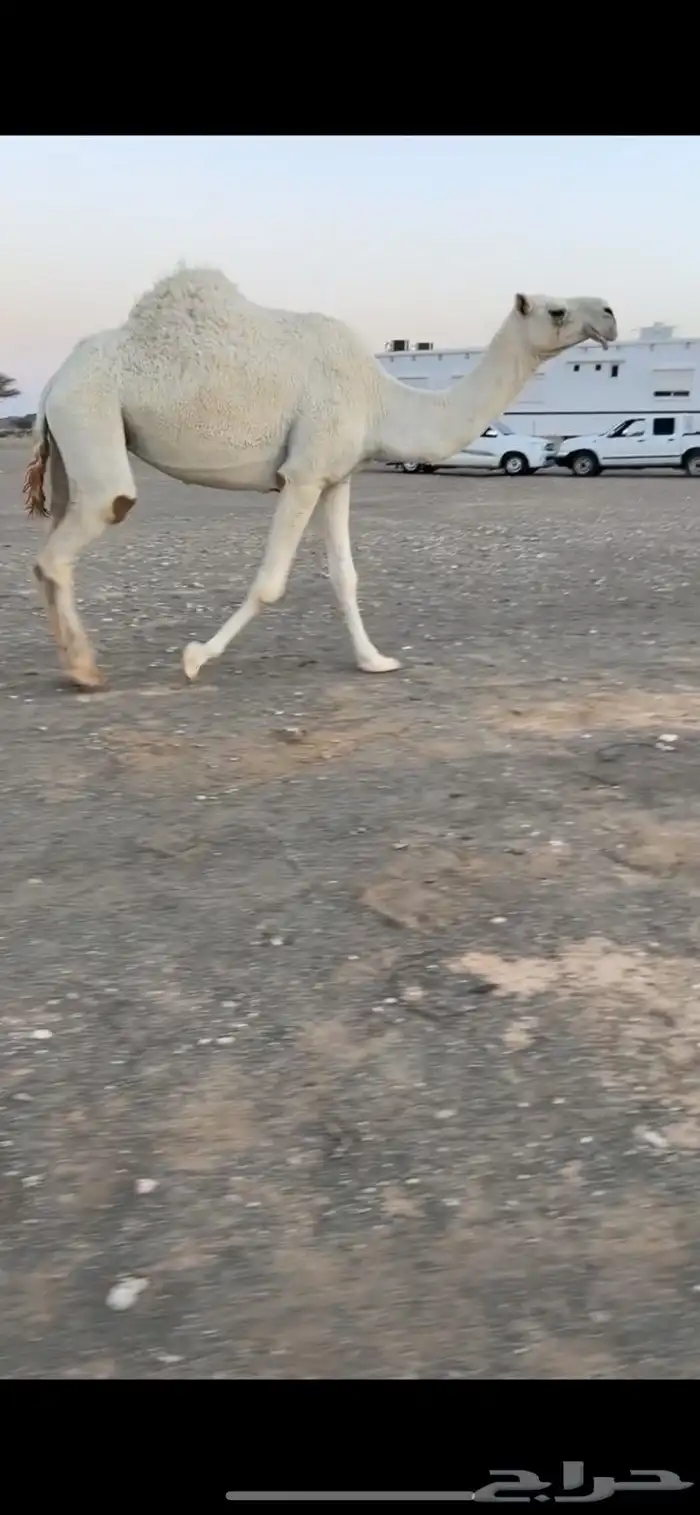 ضروبه 1