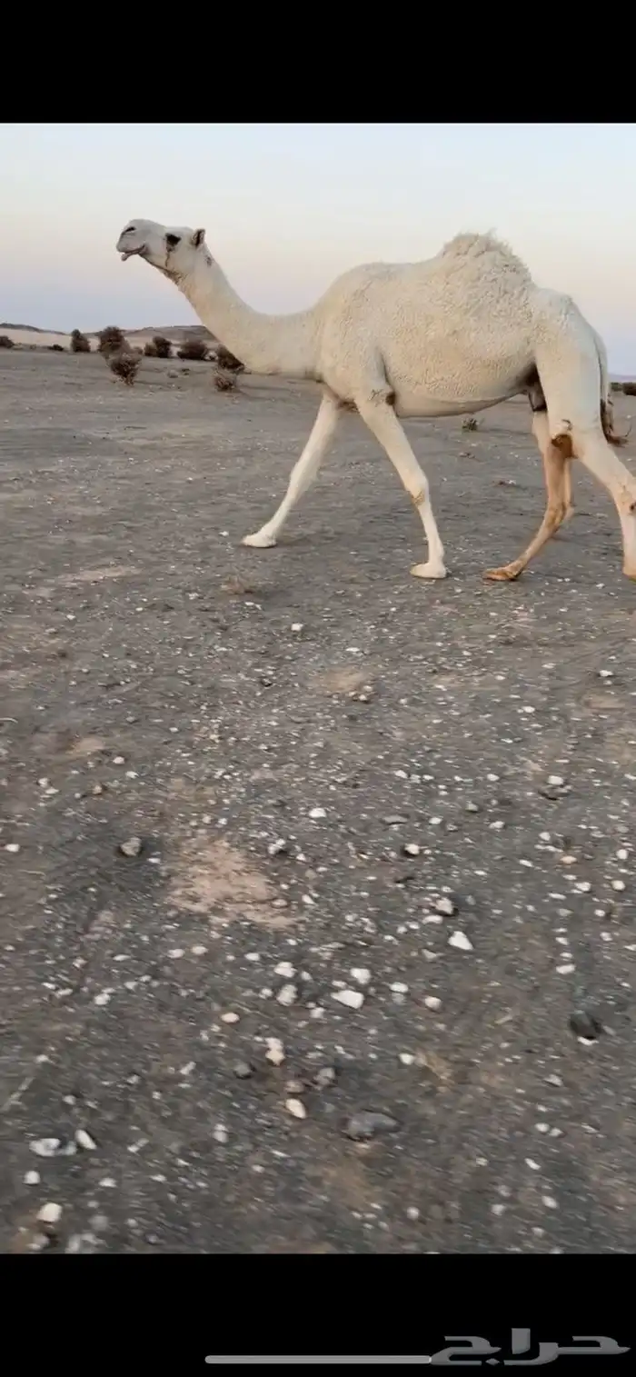ضروبه 0