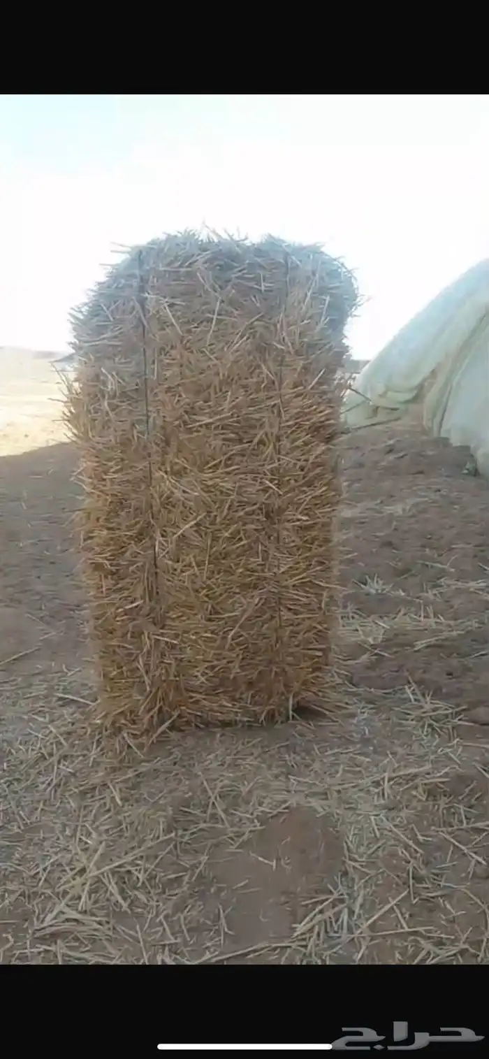 للبيع تبن بر جديد 1