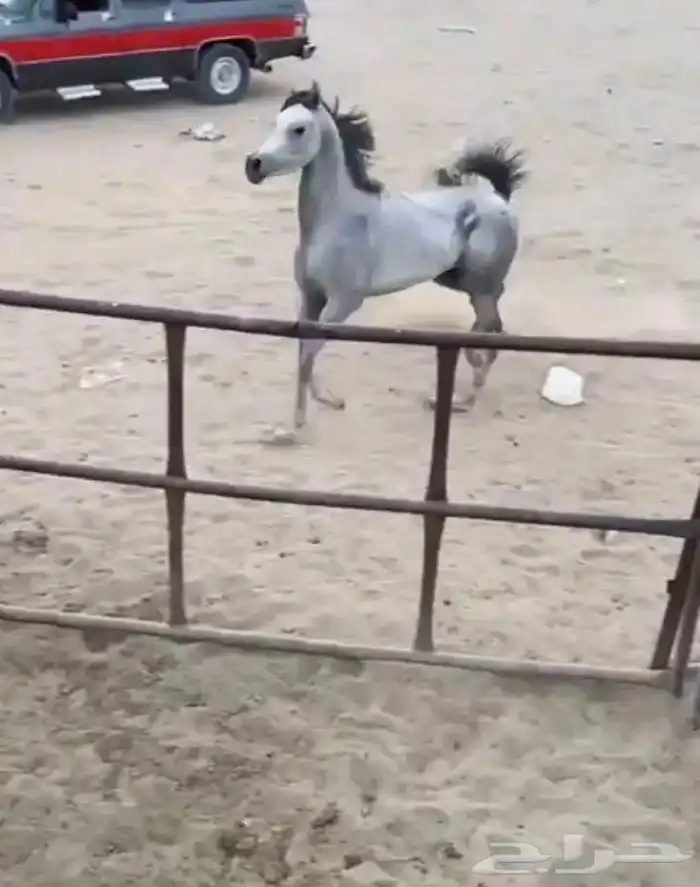 حصان واهو 4