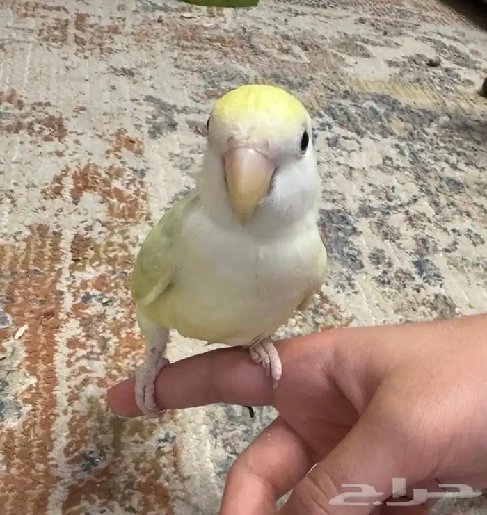 للبيع طير روز لون مميز 0