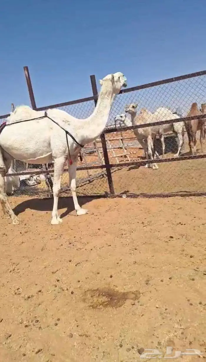 ضروبه معزوله بنتها قريب 0